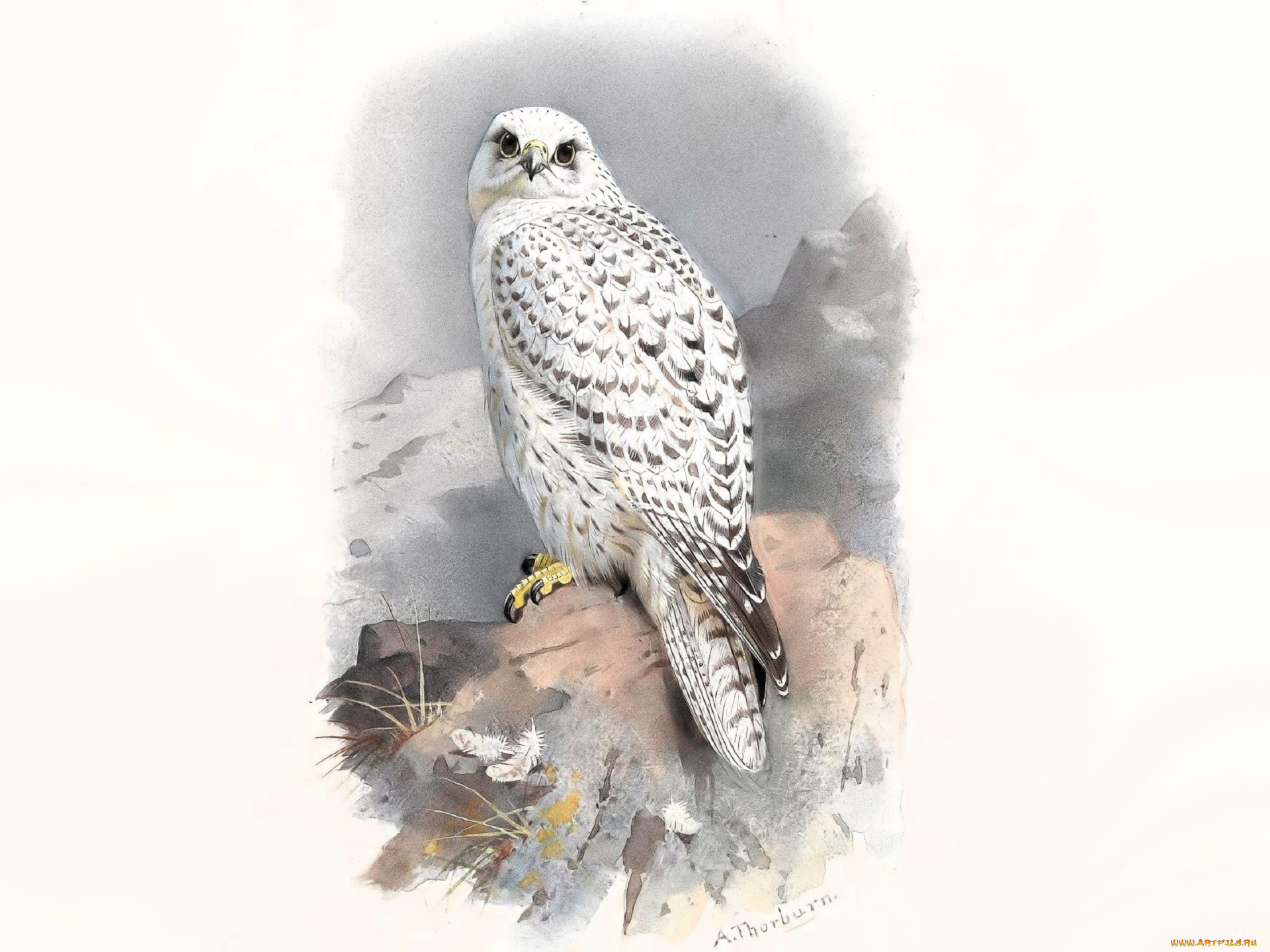 , archibald thorburn, , 